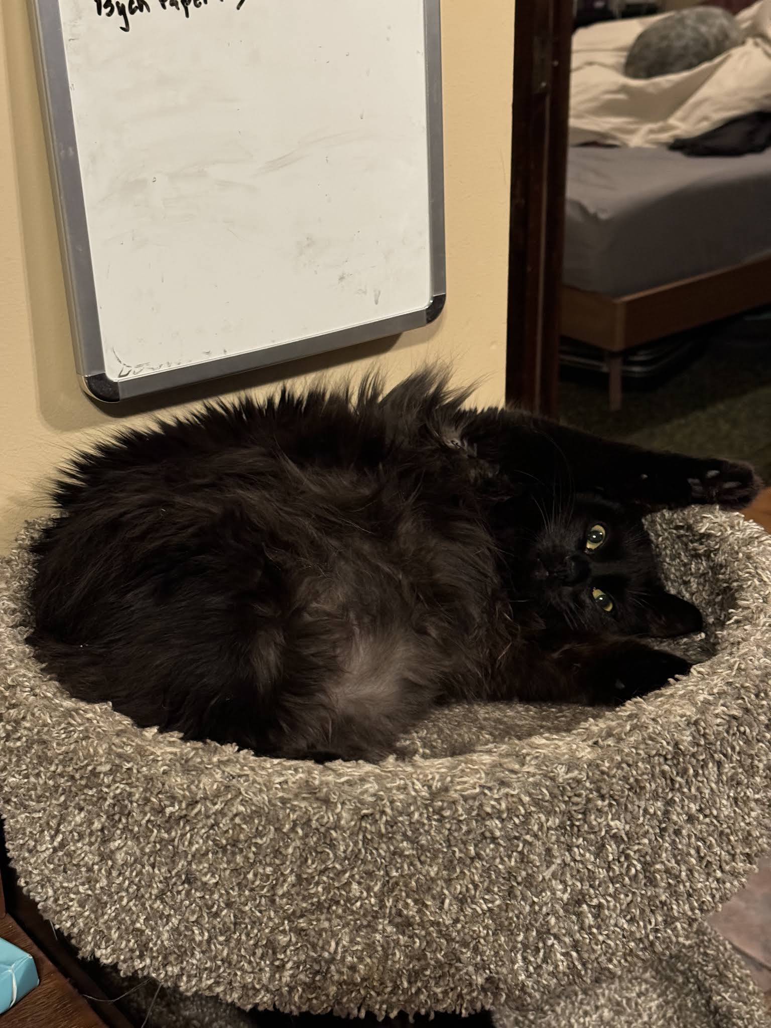 A Little R&R Animal Sanctuary, Inc.