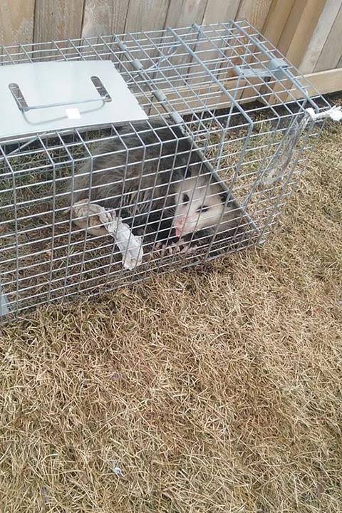 Abby Pest Elimination LLC