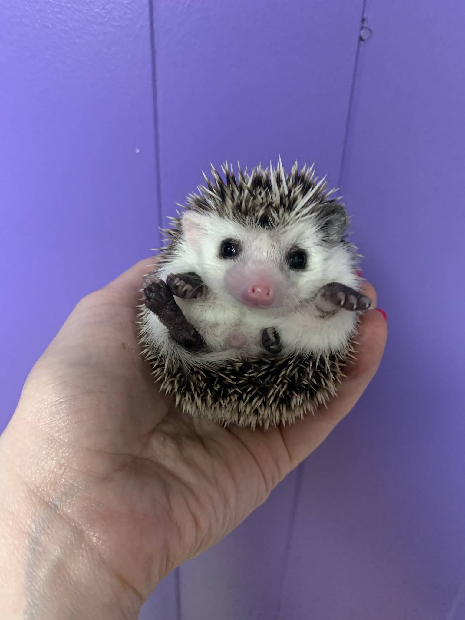 Black Lace Hedgehogs