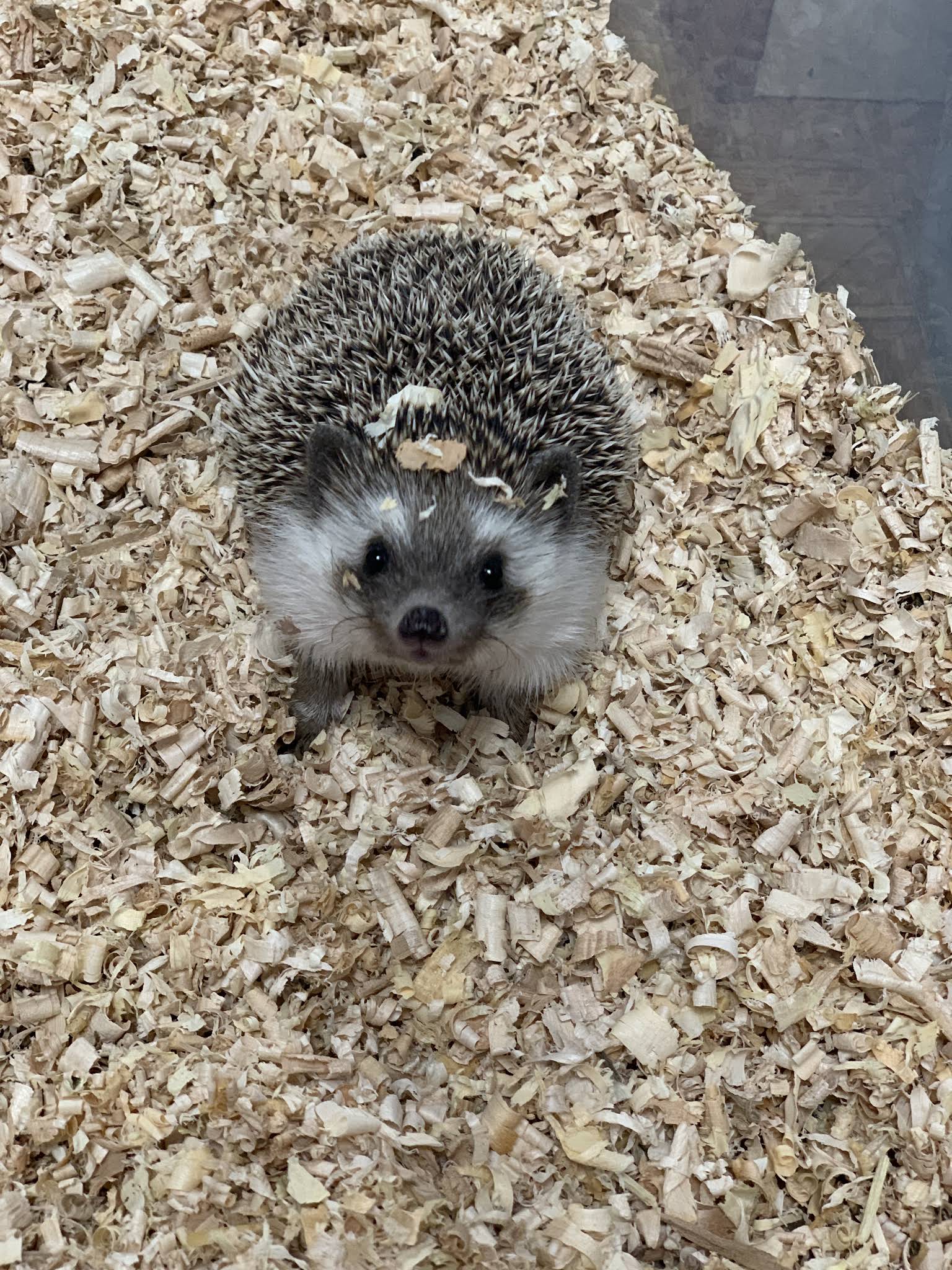 Black Lace Hedgehogs