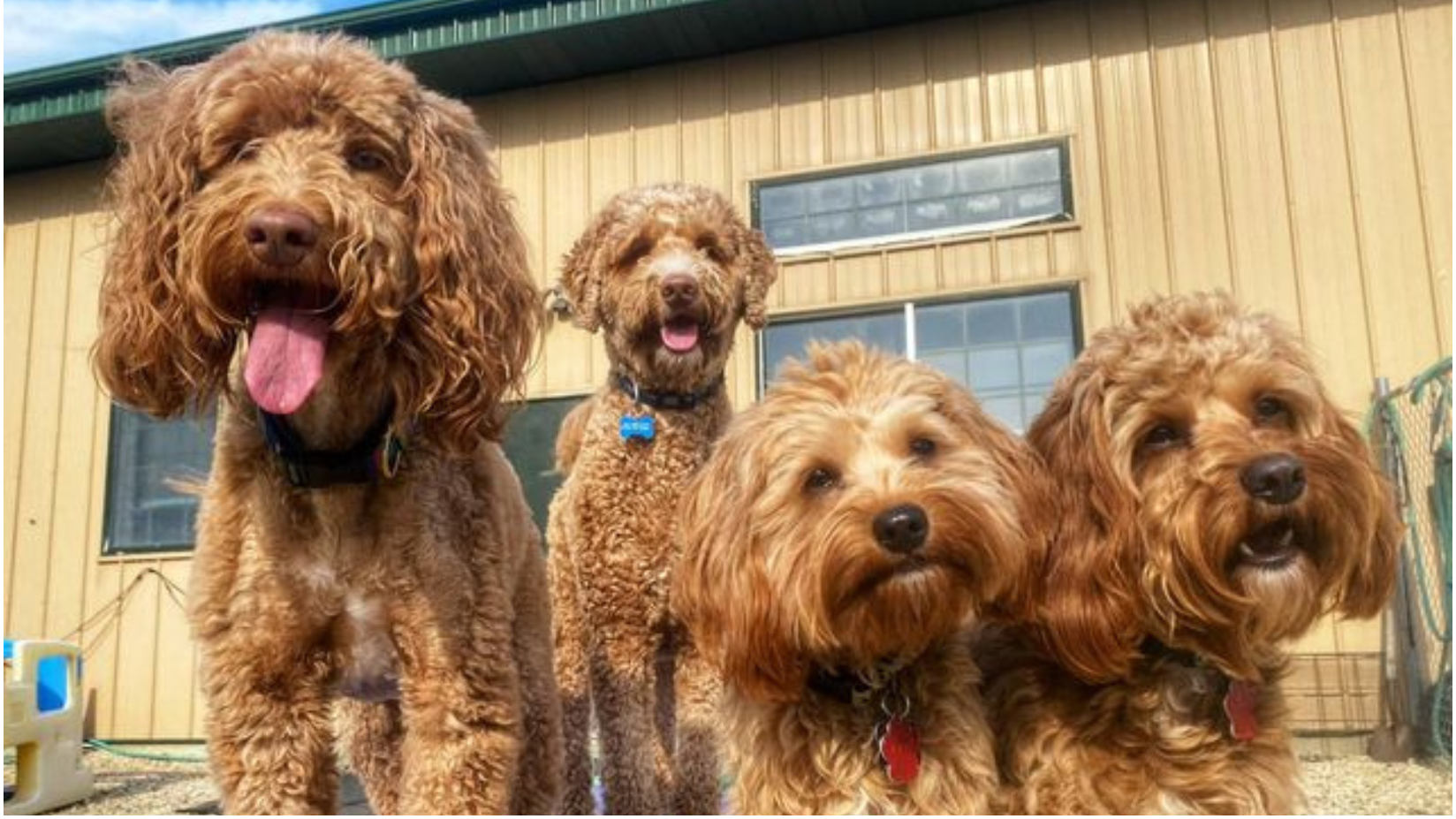 Meyer's Pet Care