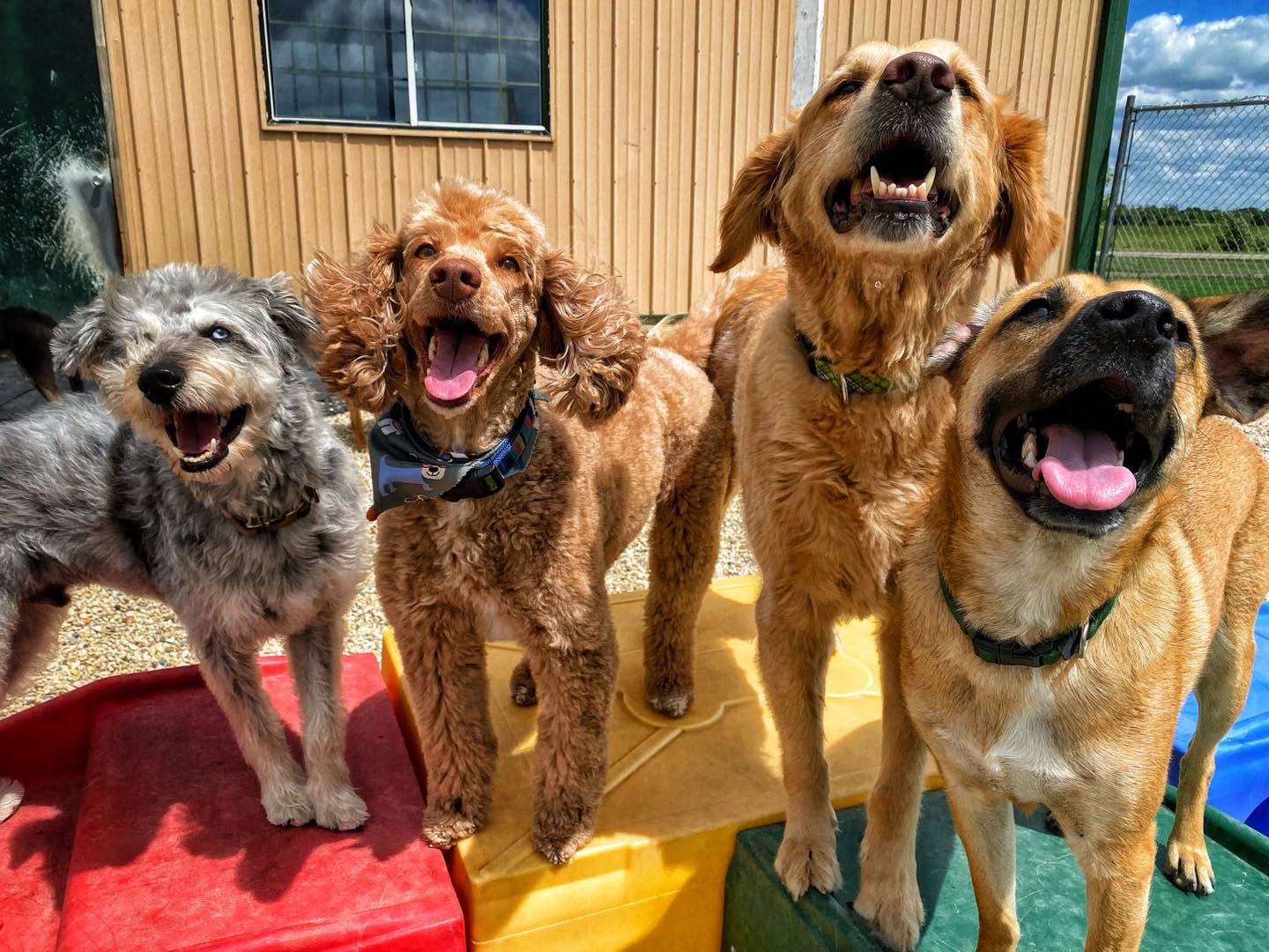 Meyer's Pet Care