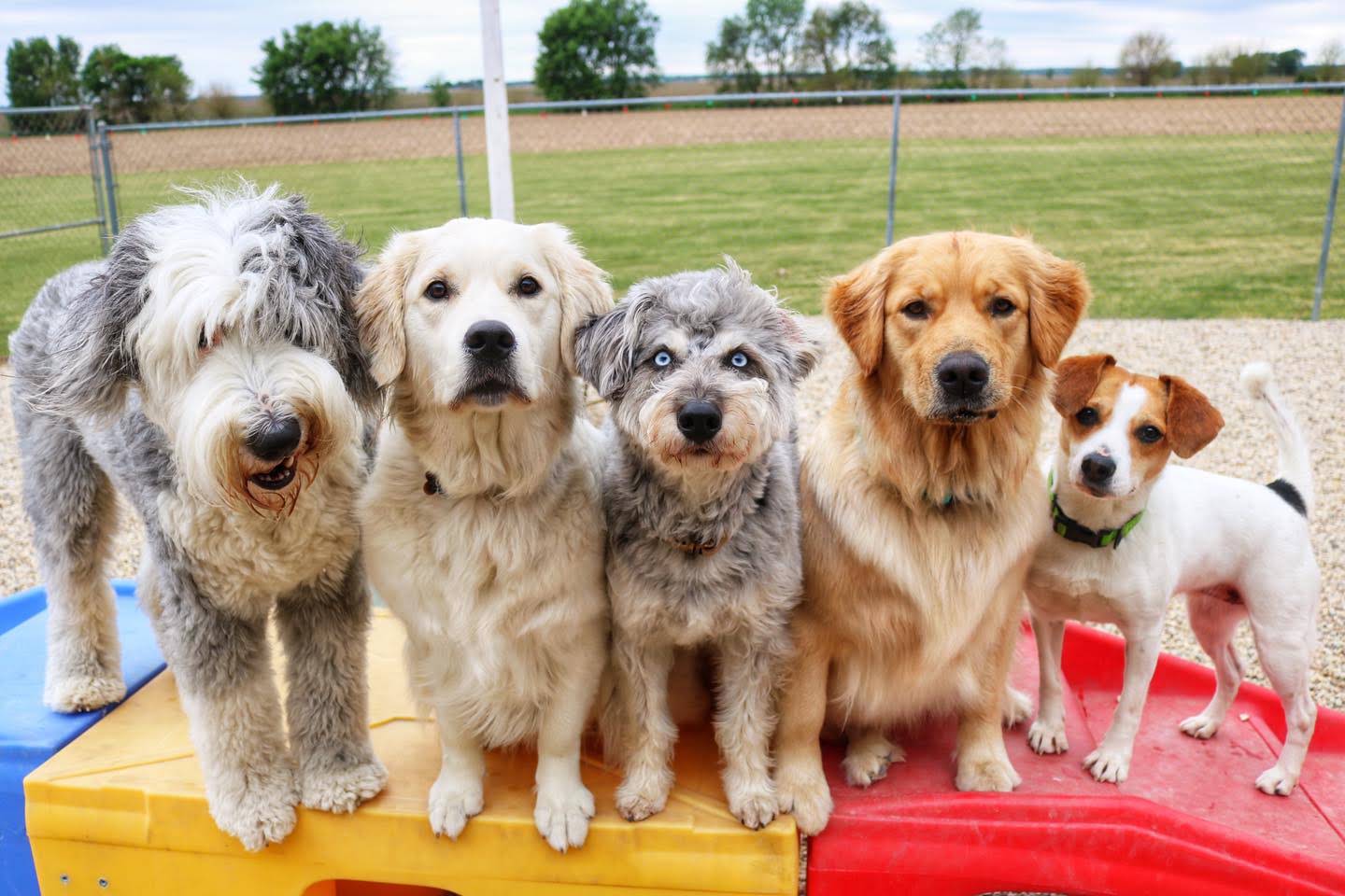 Meyer's Pet Care