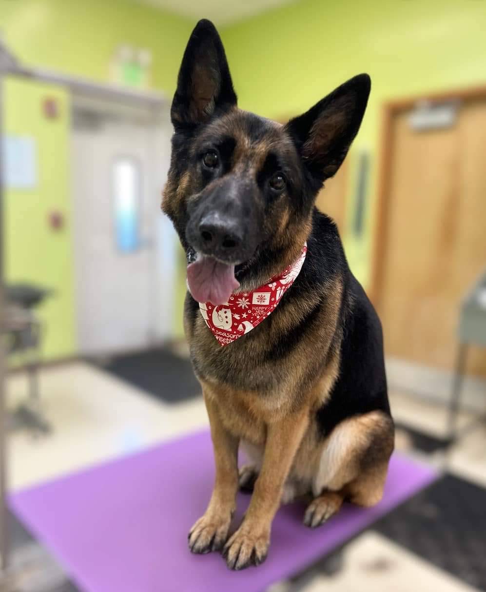Paws on State Pet Salon