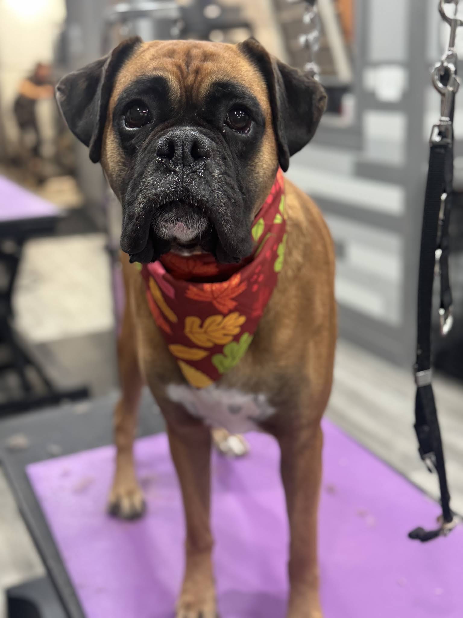 Paws on State Pet Salon