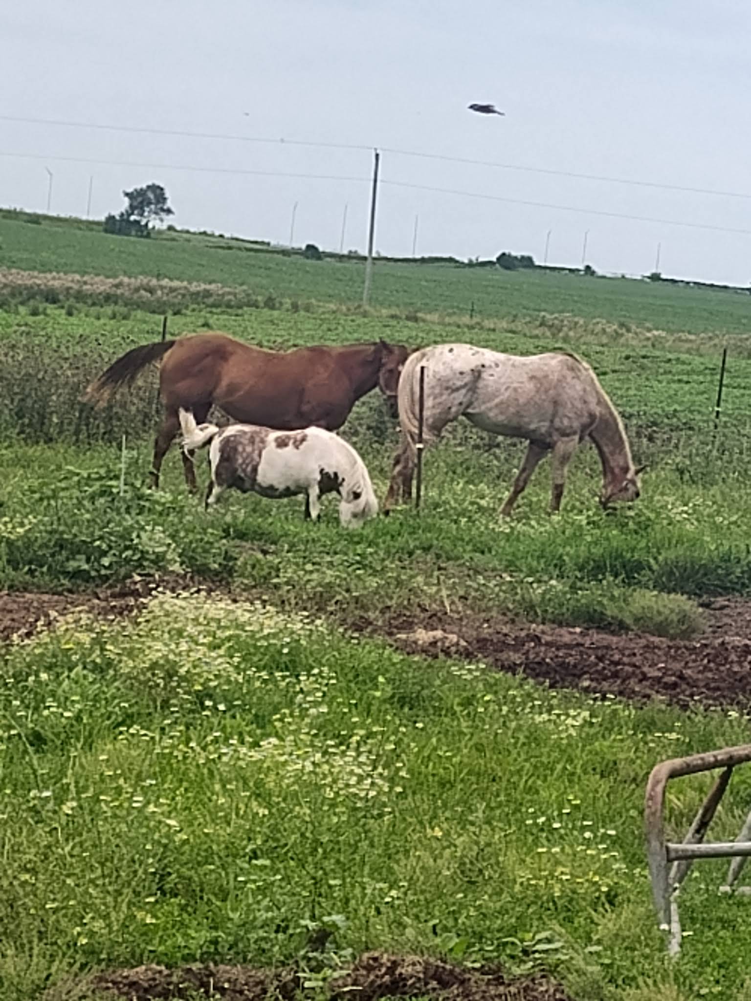 T-J's Farm Market